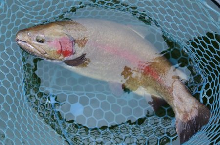雨のトラポンで爆釣！ ～岡崎トラウトポンド～